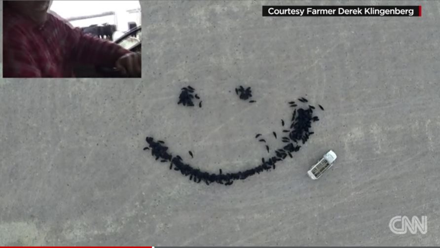 Smiley sourire avec des vaches