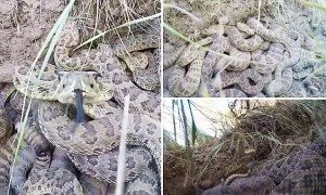 la GoPro tombe dans le nid de serpents