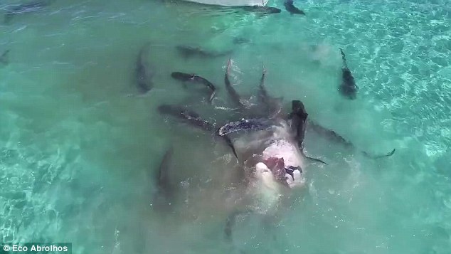 requins tigres contre baleine